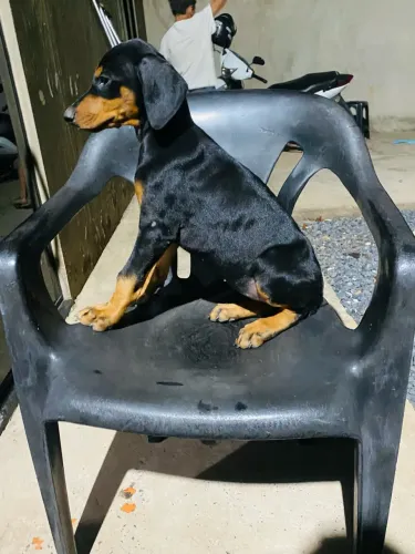 Doberman disponível