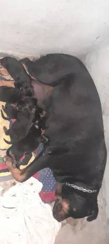 Filhotes de rottweiler disponíveis pra venda