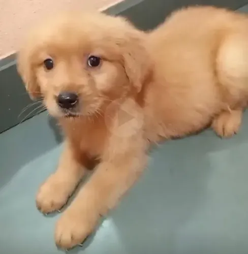 Golden retriever puro, carinhoso e inteligente 