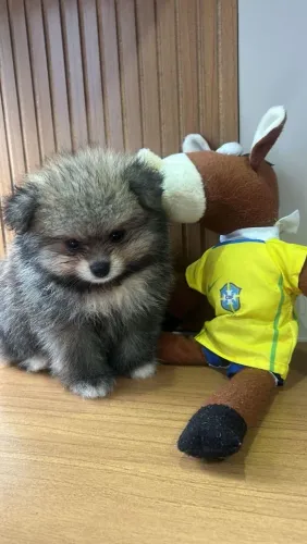 Lulu da Pomerânia pedigree *94