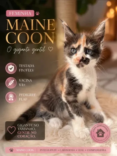   Manie coon  fêmea 