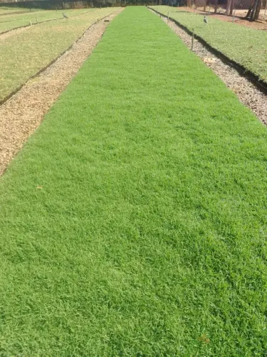 Grama Bermuda Para Campo Jardim e Condomínio