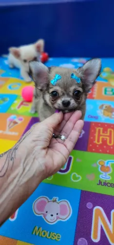 Chihuahua Pelo Longo Fêmea - Pronta entrega