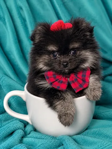 Lulu da Pomerania Anão