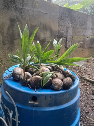 Mudas de coqueiro anão.