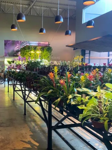 Expositor ideal para plantas - 200x160x80