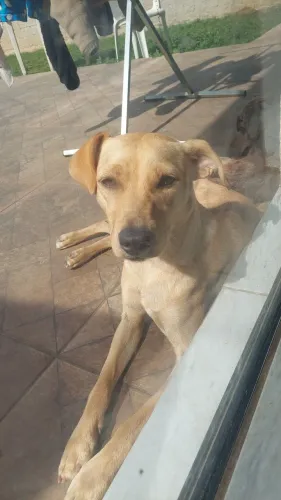 Cadela para adoção 