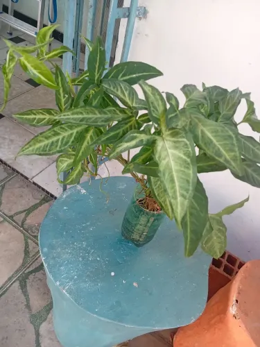 Mudas dessas plantas. 