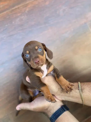 Somente 1 Filhote de Dachshund disponível!