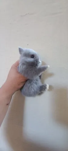 Netherland Dwarf