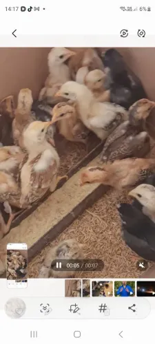 Pintinhos filhos de galinhas caipira com galos gsb e indio gigante 