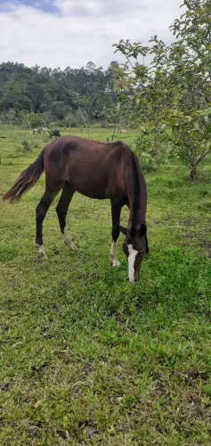 Potro Mangalarga Marchador 