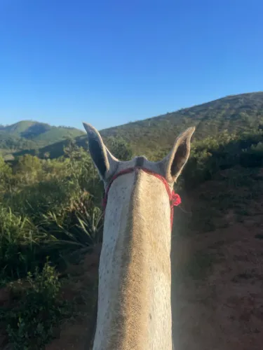 Vendo égua marchar batida