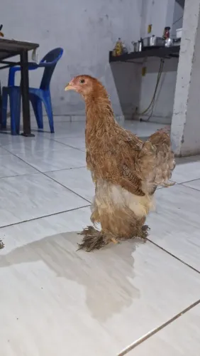 Vende se franga de Brahma perdiz