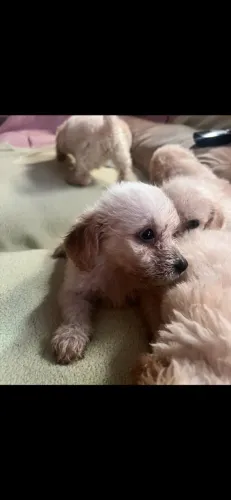Poodles porte pequeno