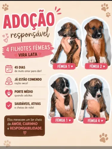 Filhote FÊMEAS