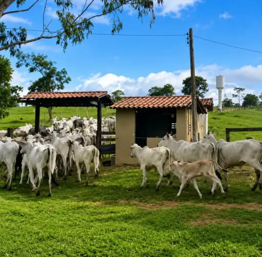 Imóvel para venda tem 4636720 metros quadrados com 10 quartos em Zona Rural - Ipameri - GO