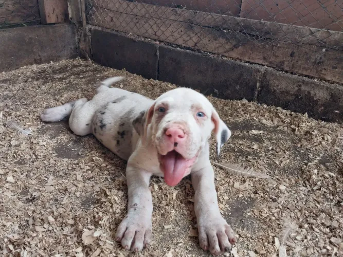 Vendo fêmea de Dog Alemão 