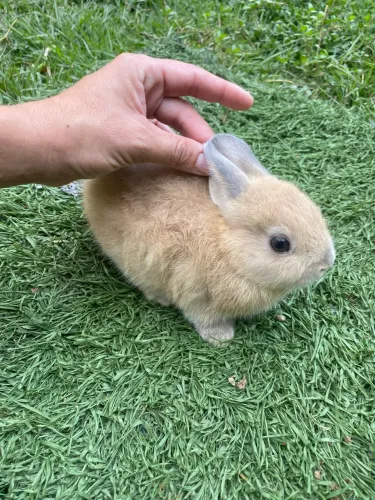 Coelho netherland dwarf filhote  