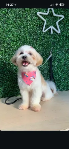 Shitzu fêmea 7 meses