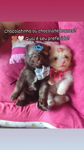 Casal de Spitz alemão anão
