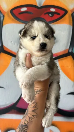 Filhote de Husky Siberiano o filhote que encanta pela beleza marcante