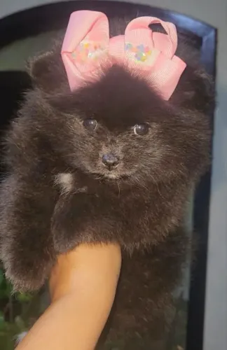 Spitz Alemão Para Sua Família
