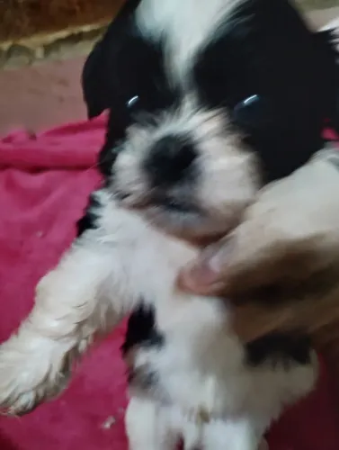 Shitzu machos