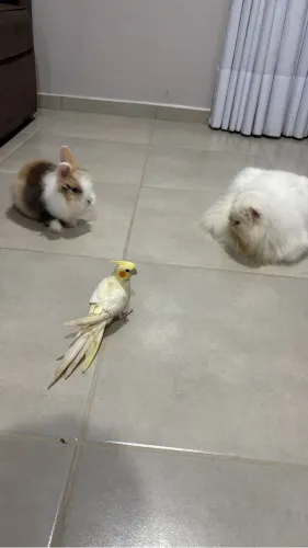 Vendo coelha Minelion