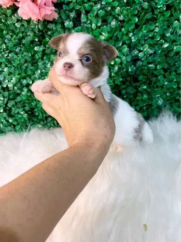 Chihuahua pelo longo