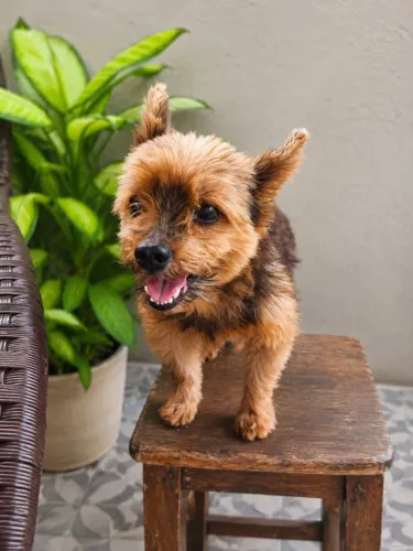 Meu cachorro está a procura de uma namorada