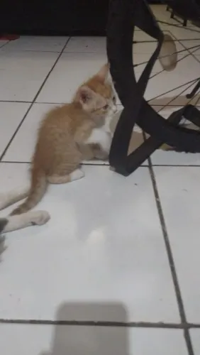 Gatos