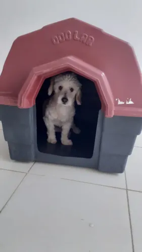 casa para cachorro