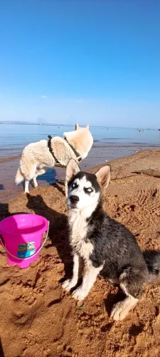 Vendo filhote Husky Siberiano Fêmea