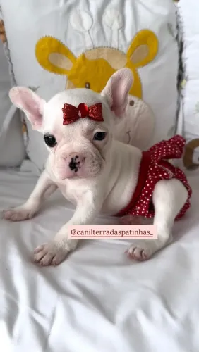 Filhotes de Bulldog francês 