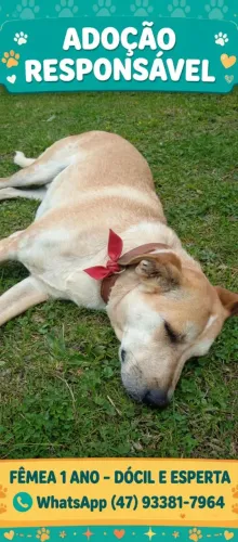 Ótima fêmea para cão de guarda 