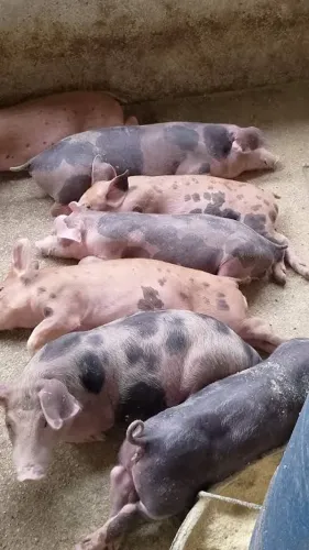 Vendo filhote de porco