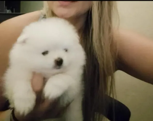 Oportunidade -Lulu da Pomerânia - Spitz alemão anão