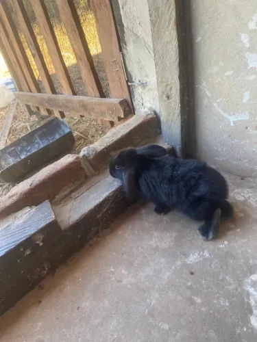 Coelho Mini Lop Uruguaio