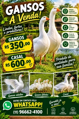 Ovos caipira coloridos e férteis! Grande variedades de aves. 
