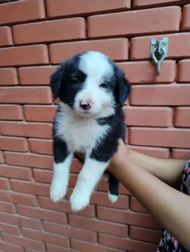 Border Collie varias cores