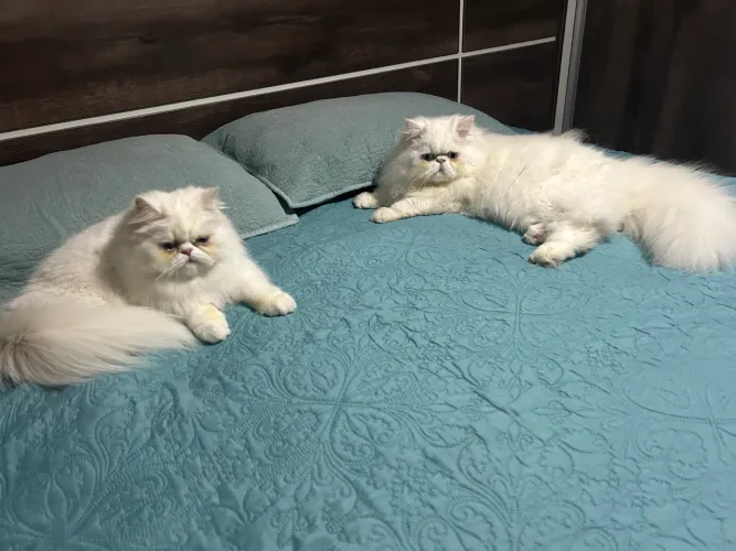 Doa-se casal de gatos persa lindos e saudáveis.