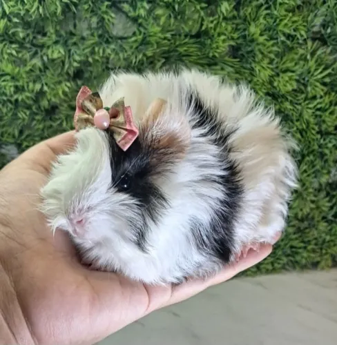 Porquinho da india