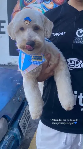 Procuro namorada poodle