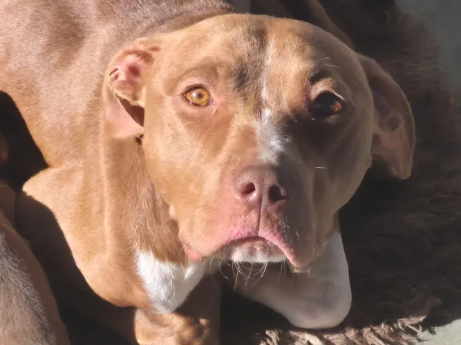 Doa se pitbull femea