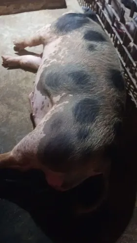Estou precisando urgente vender esses porco um porco já pronto pra consumo seus 180 k