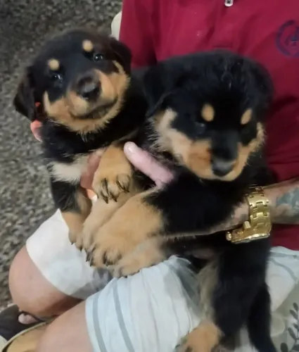 Filhotes de Rottweiler