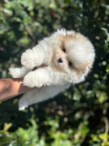 Cachorro Lulu da Pomerania carinho para seu grande amor