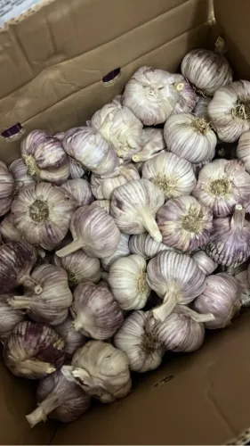 Caixa de alho 10kg tipo 7