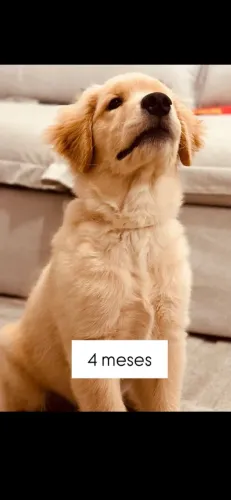 Golden retriever doação 